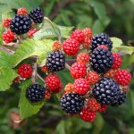 The Great British Blackberry Recipe Round-Up