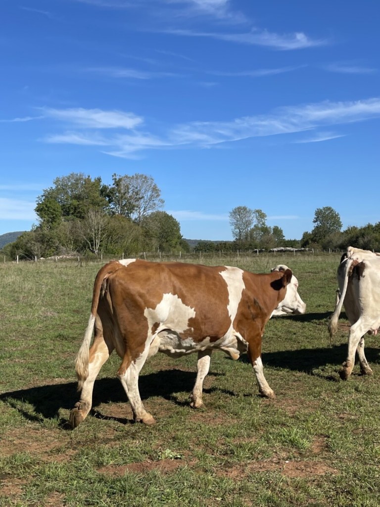 Montbéliarde cow
