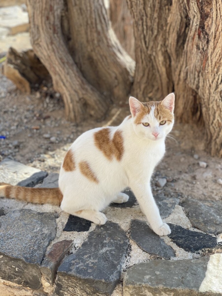 The Cats of Crete and Spinalonga Island