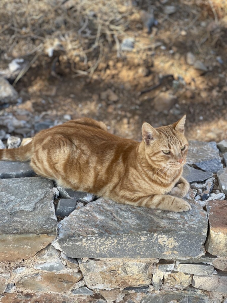 The Cats of Spinalonga Island